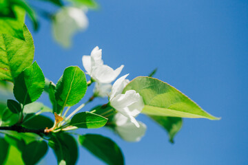 white flowers blue sky