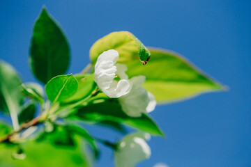 white flowers blue sky