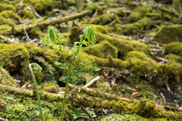 苔をバックに若いシダの葉