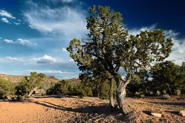 Fototapeta premium Pinyon
