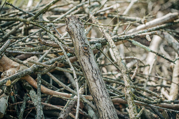 wood