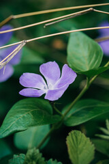 purple flower green leaf