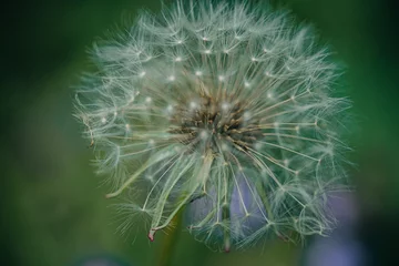Abwaschbare Fototapete dandelion seed head © Laura