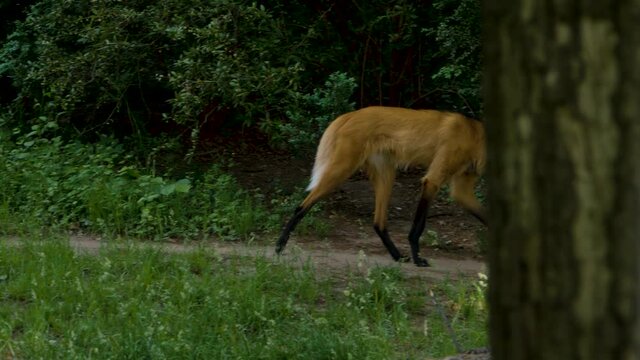 Close up of mane Wolf walking through bushes