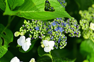Hydrangea in the park began to bloom