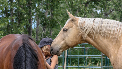 young girl bonding with two horses
