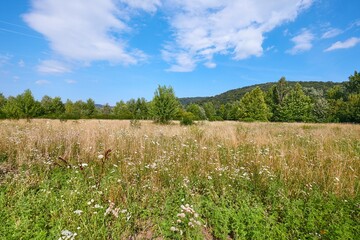 Obraz premium Green meadow in summer heat, hot sunshine