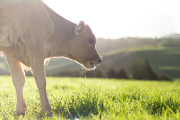 A young pasture fed calf grazes in the sun.  © Carl
