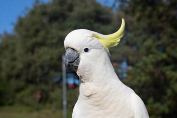 Yellow-crested cockatoo (Cacatua sulphurea) also known as the lesser sulphur-crested cockatoo.