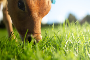 A young pasture fed calf grazes in the sun. 