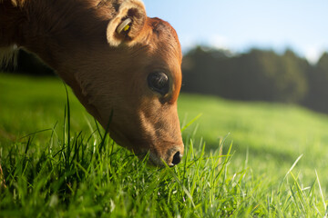 A young pasture fed calf grazes in the sun. 
