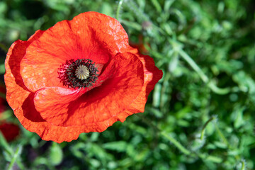 Close up of red poppy flower. Top view of wild poppy seed flower. Copy space, focus on center of flower. Remembrance Day flower UK.