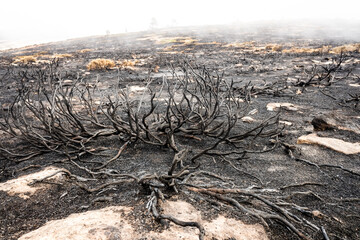 Mountain bush burned by a summer fire.