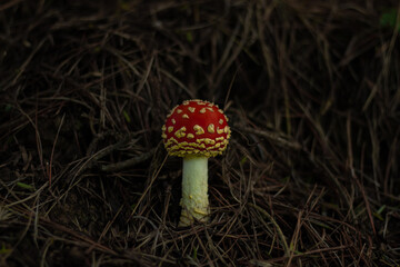 Finding and identifying a poisonous toadstool while foraging for mushrooms. 