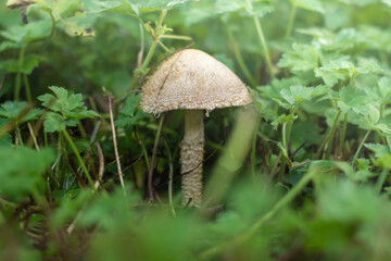 Foraging for mushrooms in New Zealand. 