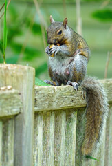 A female gray squirrel eating a peanut on a garden fence