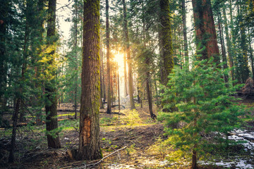Fototapeta na wymiar Sunset in the Sequoia Forest, Sequoia National Park, California