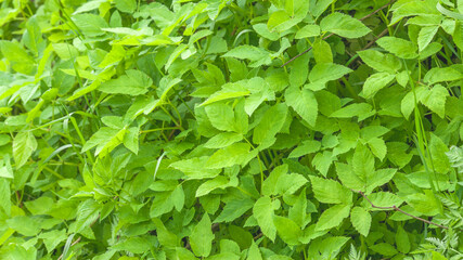 Closeup nature view of green leafs, plants and grass