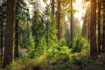 Sunset in the Sequoia Forest, Sequoia National Park, California