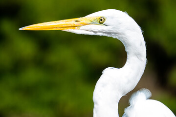 Fototapeta premium The elegant Great Egret. Great Egrets are tall, long-legged wading birds with long, S-curved necks and long.
