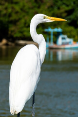 The elegant Great Egret. Great Egrets are tall, long-legged wading birds with long, S-curved necks and long.