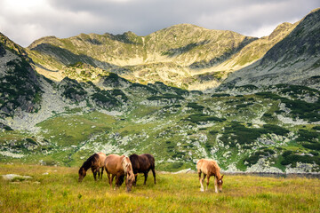 Fototapeta na wymiar Wild horses having dinner grass before sunset in the beautiful and wild Retezat mountains in Romania, Europe