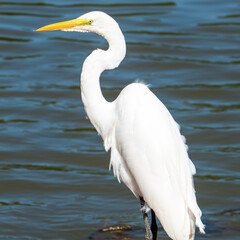 The elegant Great Egret. Great Egrets are tall, long-legged wading birds with long, S-curved necks and long.