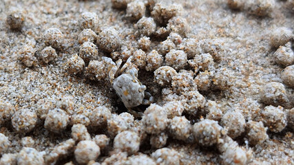 Sand Bubbler Crab rolls mud balls outside it's hole on beach 