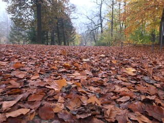 autumn leaves in the forest