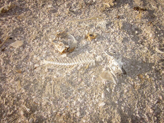 Salton Sea Skeleton