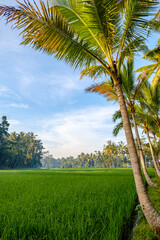 Beautiful view nature environment, lush green palm trees growing on rice fields during sunrise with volcano. Palm trees grow along rice fields. Bali, Indonesia