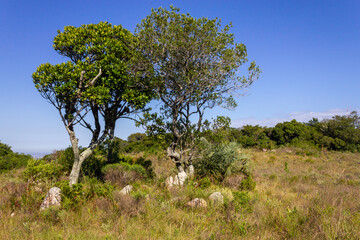 Fototapeta na wymiar Trees and vegetation in Morro Santana mountain in Porto Alegre