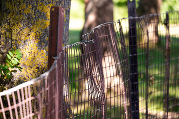 metal fence in front of trees