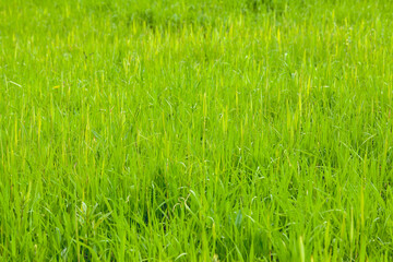 Green grass Background. Summer natural botanic texture