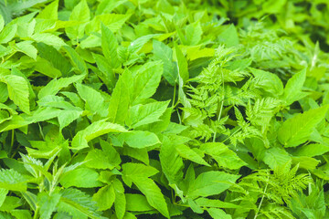 Green Leaf and Grass Background