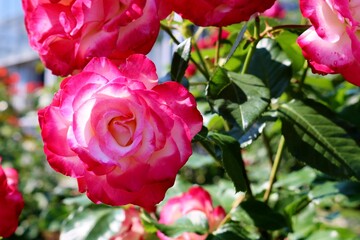 花　ばら　ピンク　華やか