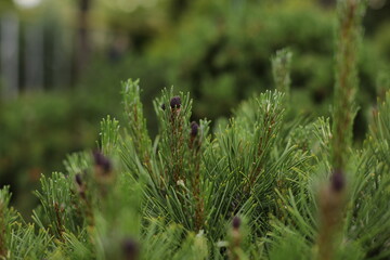 Plants, flowers, beautiful background, professional macro photography.