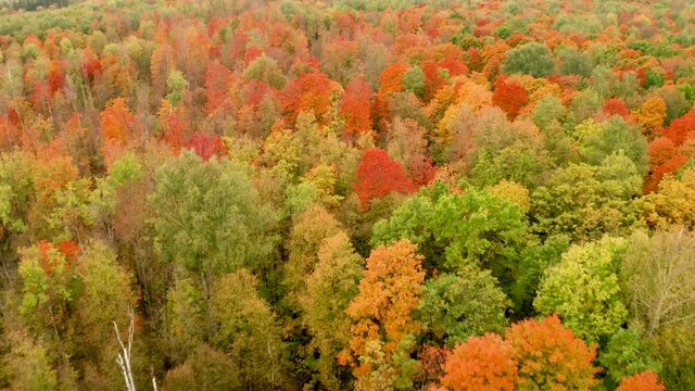 aerial video, flying a drone over the colorful tops of trees of different colors in the autumn forest
