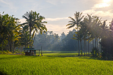 View of beautiful nature environment, lush green palm trees growing on rice fields during sunrise....
