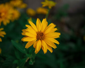 yellow flower in the garden