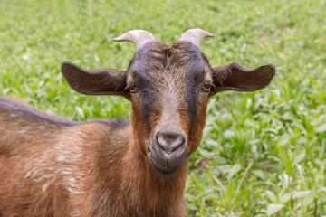 Brown goat grazes in a field on green grass, close-up