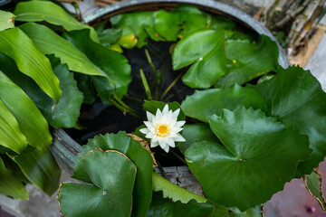 A close up of a flower lotus