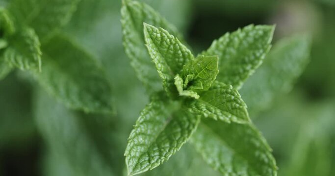 Closeup macro shot of the leaves of a fresh green mint or peppermint plant.