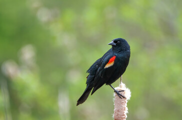 Red-winged Blackbird Male