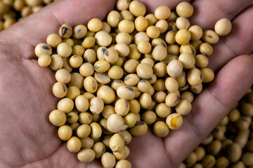 Harvest of soybeans close-up, healthy food