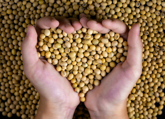 Harvest of soybeans close-up, healthy food