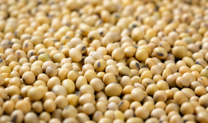 Top view Soybean pattern as for background