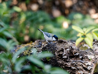 Cute Japanese tit on a forest log 3