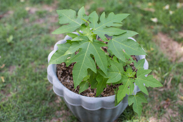 Papaya seedlings in a pot, young papaya plants