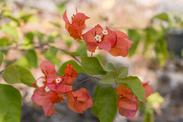 Philippine garden flower, flora of the Philippines, gardening and planting flowers